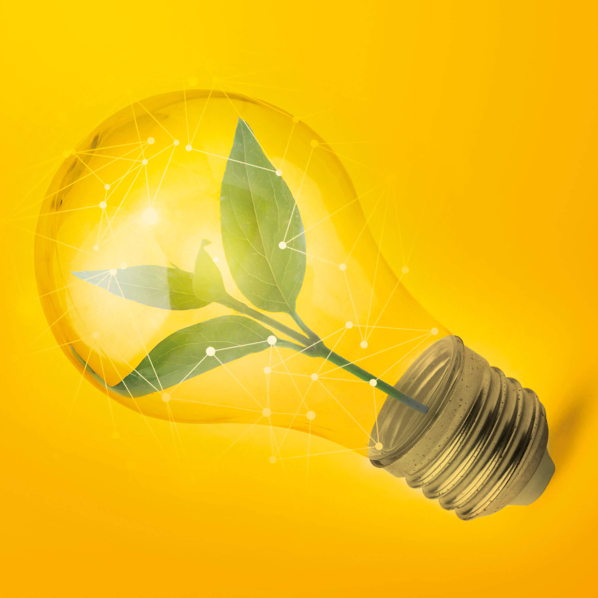 Lampadina con pianta in germinazione